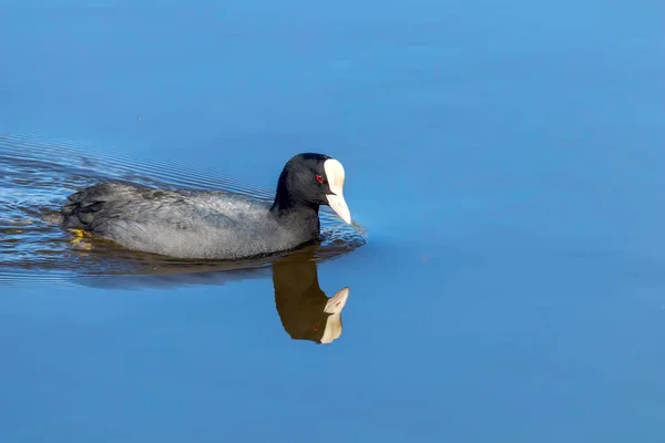 Eurasian Coot Blue Water Surface — Stock Photo, Image