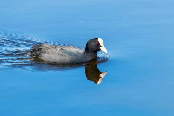 stock image Eurasian coot on the blue water surface