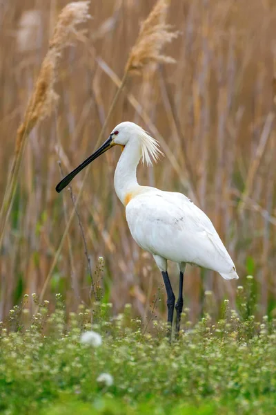 Bataklık çayır habitatında Avrasya Kaşığı (Platalea lucorodia)