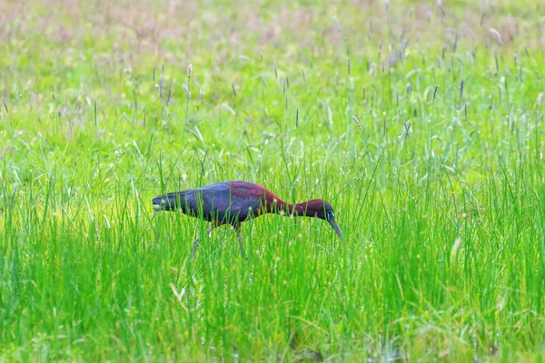 Glänzende Ibisse Ernähren Sich Von Sumpfigem Grasland Plegadis Falcinellus — Stockfoto