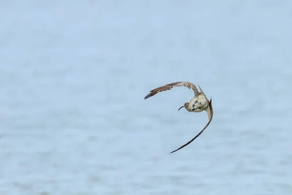 stock image Eurasian Curlew flying over water surface Wildlife Scen