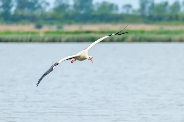 Stork Flying Water Surface Wildlife Scene — Stock Photo, Image
