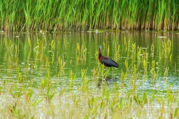 stock image Glossy ibis feeding in marshy water (Plegadis falcinellus)