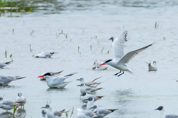 stock image Caspian Tern landing in water (Hydroprogne caspia)