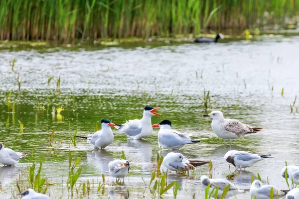Caspian Tern Seagulls Water Hydroprogne Caspia — Stock Photo, Image