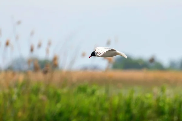 Mediterranean Gull Flight Wilderness Background Hydroprogne Caspia — Stock Photo, Image