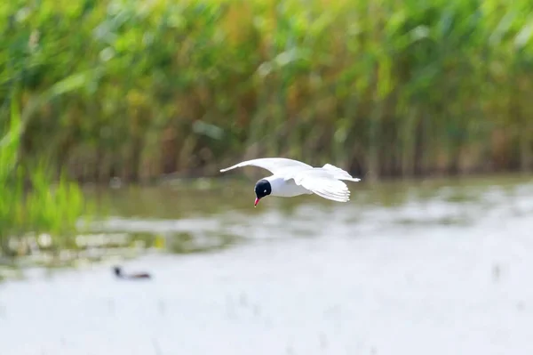 Mediterranean Gull Flying Water Hydroprogne Caspia — Stock Photo, Image