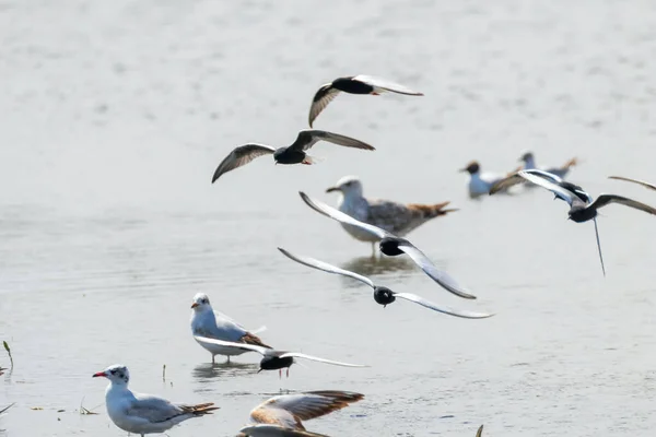 Manada Terns Alas Blancas Volando Sobre Agua — Foto de Stock