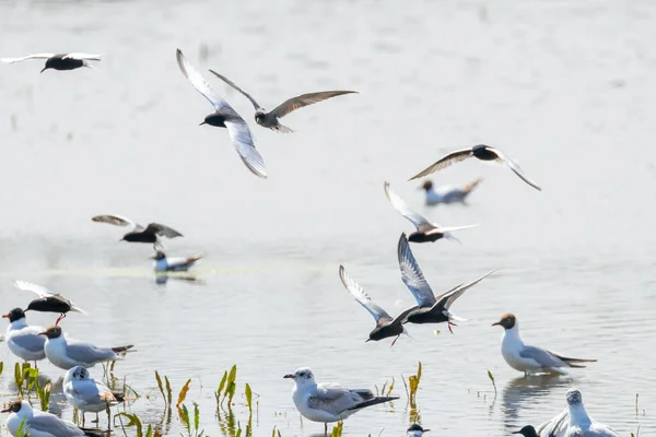 白い翼のあるターンの群れが水の上を飛ぶ — ストック写真
