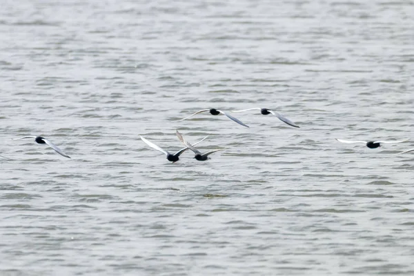 Manada Terns Alas Blancas Volando Sobre Agua — Foto de Stock