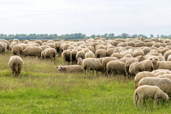 Flock Sheep Grazing Green Meadow — Stock Photo, Image