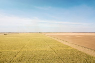 Mısır ekili tarım arazisi Havadan görünüşlü