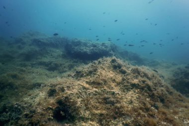 Deniz Yaşamı Su Altında Kayalar Güneş Işığı, Su Altında Yaşam, Vahşi Yaşam
