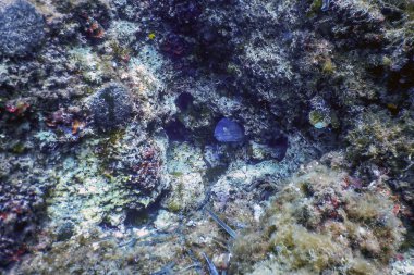 Akdeniz Moray (Muraena helena) Saint Helena Moray, vahşi yaşam