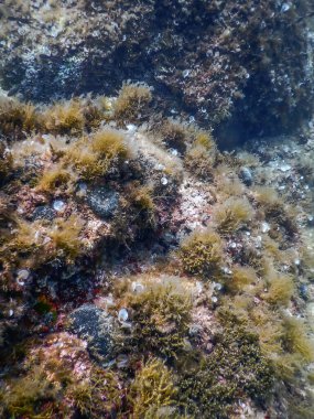 Deniz Yaşamı Su Altında Kayalar Güneş Işığı, Su Altında Yaşam, Vahşi Yaşam