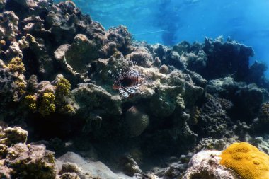 Aslan balığı zehirli mercan resif balığı, istilacı türler (Pterois volitans) Tropikal sular, deniz yaşamı