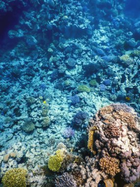 Mercan resifinin sualtı manzarası, tropikal sular, deniz yaşamı.