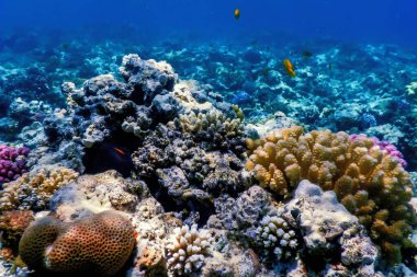 Mercan resifinin sualtı manzarası, tropikal sular, deniz yaşamı.