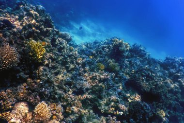 Mercan resifinin sualtı manzarası, tropikal sular, deniz yaşamı.