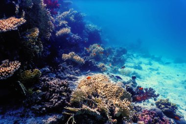 Mercan resifinin sualtı manzarası, tropikal sular, deniz yaşamı.