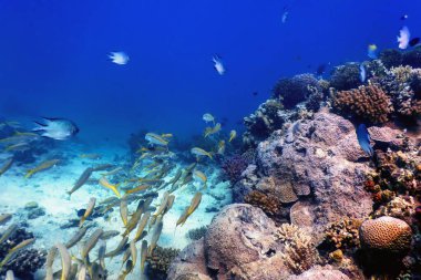 Sarı keçi balığı (Mulloidichthys martinicus) Deniz altı, deniz yaşamı