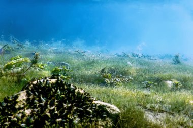 Tatlı Su Flora, Sualtı Tatlı Su Manzarası, Su altı Flora