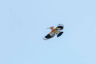 Hoopoe, Yaygın Hoopoe Uçuyor (Upupa epops) Avrasyalı Hoopoe