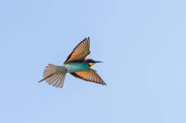 Avrupa Arı Yiyen Uçuyor (Merops Apiaster)