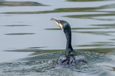 Gölde Büyük Karabatak Yüzüşü (Phalacrocorax carbo)