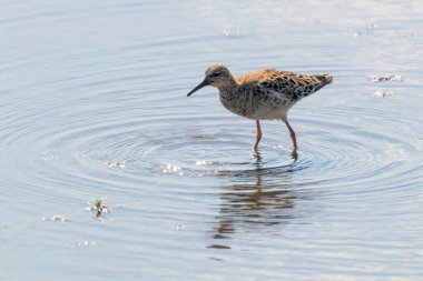 Ruff su kuşu (Philomachus pugnax) Suda yakut