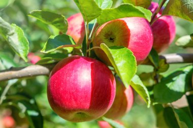 Meyve Bahçesinde Olgun Kırmızı Elmalar, Elma Ağacı