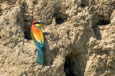 Avrupa Arı Yiyen (Merops Apiaster))