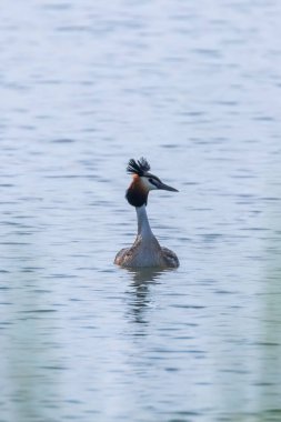 Suda büyük ibikli grebe (Podiceps kristali)