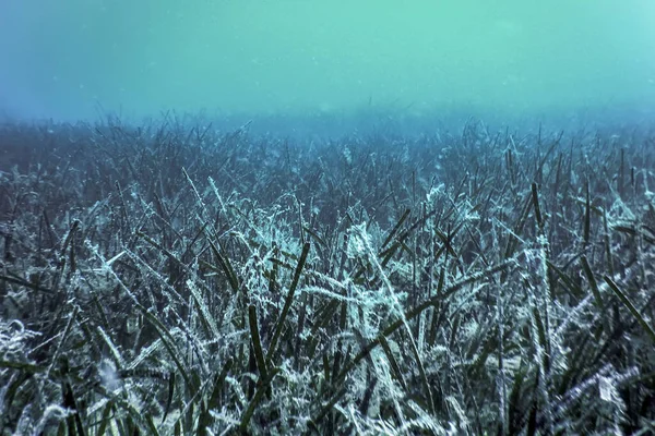 Seegras Unter Wasser Unterwasser Nahaufnahme Grünes Seegras — Stockfoto