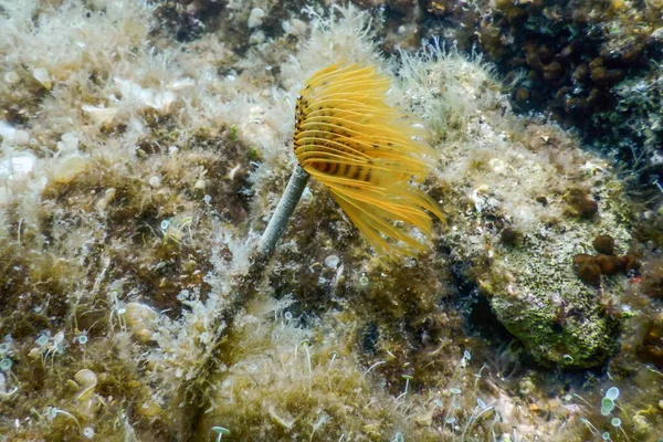 Tubeworm Subaquático Sabella Spallanzanii Subaquático Vida Marinha — Fotografia de Stock