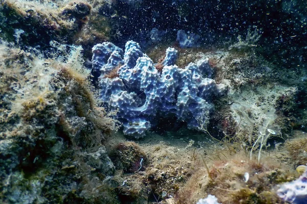 Dysidea Avara 地中海海绵 粉红壁炉海绵 — 图库照片