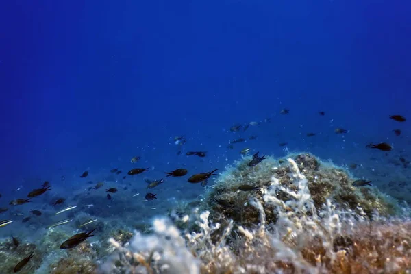 Vida Marina Rocas Submarinas Luz Solar Vida Submarina Vida Silvestre — Foto de Stock