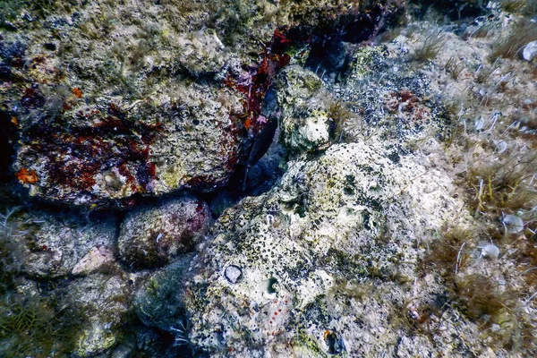 Deniz Yaşamı Altında Kayalar Güneş Işığı Altında Yaşam Vahşi Yaşam — Stok fotoğraf