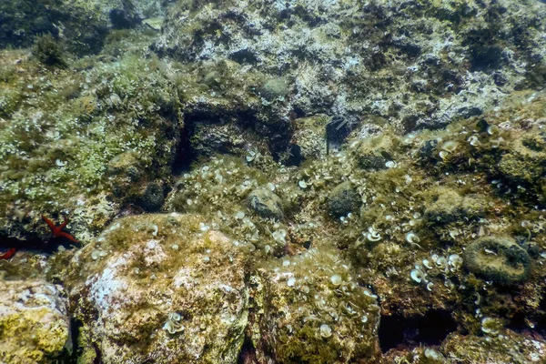 Zeeleven Onderwaterrotsen Zonlicht Onderwater Leven Wilde Dieren — Stockfoto