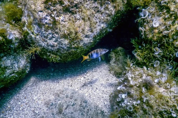 Gemalte Kamm Serranus Scriba Mittelmeer Unterwasser Tierwelt — Stockfoto