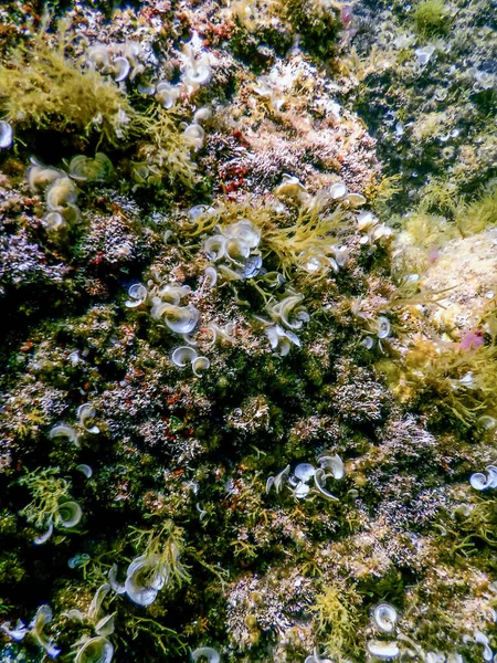 Θαλάσσια Ζωή Υποβρύχια Βράχια Sunlight Υποβρύχια Ζωή Άγρια Ζωή — Φωτογραφία Αρχείου