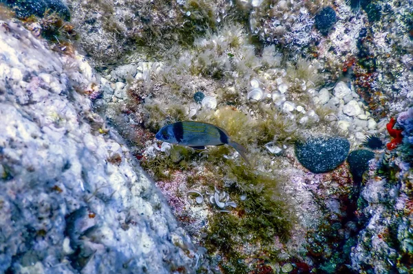 Sea Life Underwater Rocks Sunlight Underwater Life Satwa Liar — Stok Foto