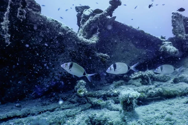 Дикая Природа Кораблекрушении Подводный Мир Дикой Природы — стоковое фото
