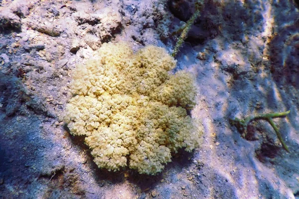 Atas Jellyfish Cassiopea Andromeda Kehidupan Laut — Stok Foto
