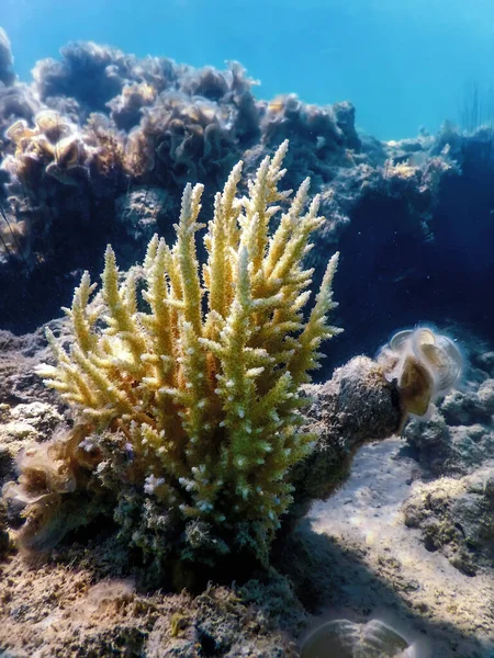 Стагхорн Коралловый Accora Cervicornis Морские Обитатели — стоковое фото