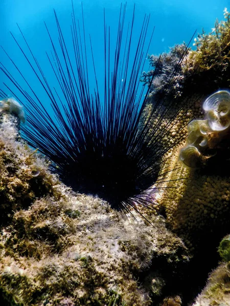 Urchin Mar Espinhoso Longo Comum Diadema Antillarum Subaquático Vida Marinha — Fotografia de Stock