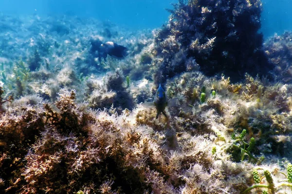 Arrecife Paisaje Submarino Con Algas Fondo Submarino Azul —  Fotos de Stock