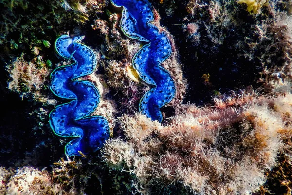 Maksymalne Małże Tridacna Maxima Podwodne Życie Morskie — Zdjęcie stockowe