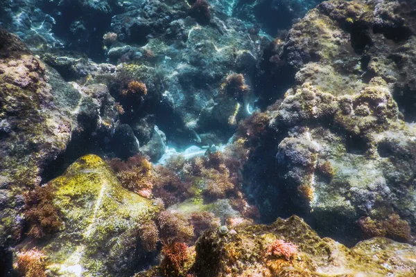 海の生命水中岩日光水中生活 — ストック写真