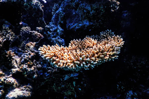 Staghorn Korál Acropora Cervicornis Tropické Vody Mořský Život — Stock fotografie